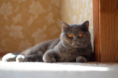 gray british cat. cat eyes and muzzle. the cat is resting. paws, whiskers and