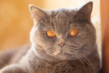 gray british cat. cat eyes and muzzle. the cat is resting. paws, whiskers and