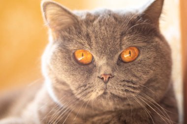 gray british cat. cat eyes and muzzle. the cat is resting. paws, whiskers and