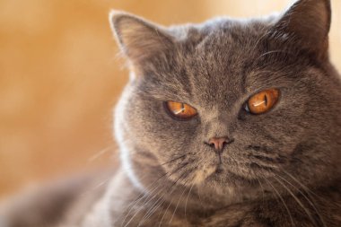 gray british cat. cat eyes and muzzle. the cat is resting. paws, whiskers and