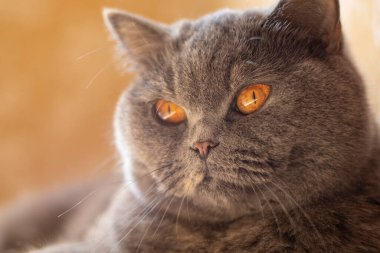 gray british cat. cat eyes and muzzle. the cat is resting. paws, whiskers and
