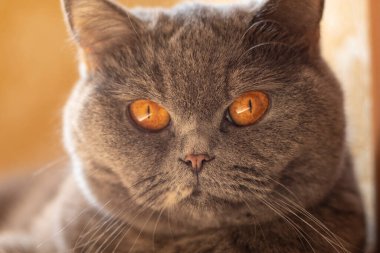 gray british cat. cat eyes and muzzle. the cat is resting. paws, whiskers and
