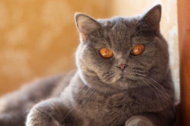 gray british cat. cat eyes and muzzle. the cat is resting. paws, whiskers and