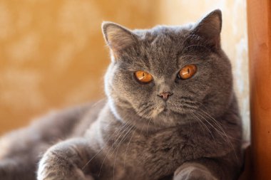 gray british cat. cat eyes and muzzle. the cat is resting. paws, whiskers and
