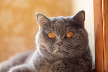 gray british cat. cat eyes and muzzle. the cat is resting. paws, whiskers and