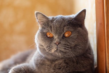 gray british cat. cat eyes and muzzle. the cat is resting. paws, whiskers and