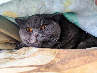 gray british cat. cat eyes and muzzle. the cat is resting. paws, whiskers and