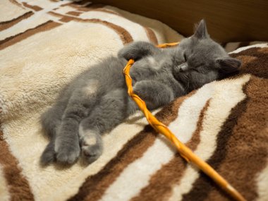 gray british cat. cat eyes and muzzle. the cat is resting. paws, whiskers and