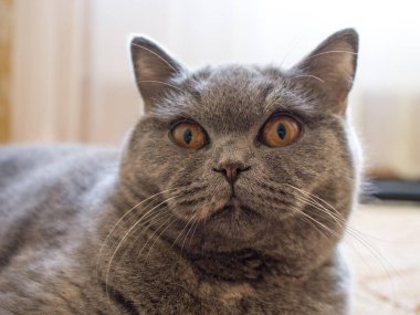 gray british cat. cat eyes and muzzle. the cat is resting. paws, whiskers and