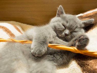 gray british cat. cat eyes and muzzle. the cat is resting. paws, whiskers and