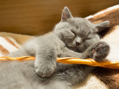 gray british cat. cat eyes and muzzle. the cat is resting. paws, whiskers and