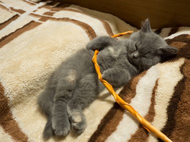 gray british cat. cat eyes and muzzle. the cat is resting. paws, whiskers and