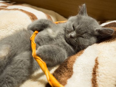 gray british cat. cat eyes and muzzle. the cat is resting. paws, whiskers and