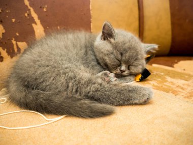 gray british cat. cat eyes and muzzle. the cat is resting. paws, whiskers and