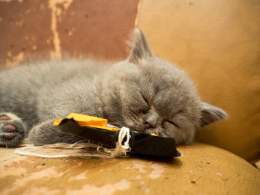 gray british cat. cat eyes and muzzle. the cat is resting. paws, whiskers and