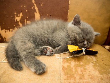 gray british cat. cat eyes and muzzle. the cat is resting. paws, whiskers and