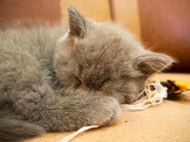 gray british cat. cat eyes and muzzle. the cat is resting. paws, whiskers and