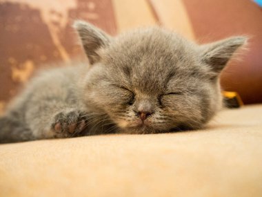 gray british cat. cat eyes and muzzle. the cat is resting. paws, whiskers and