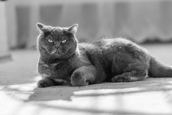 Gray British Cat Cat Eyes Muzzle Cat Resting Paws Whiskers — Fotografia de Stock