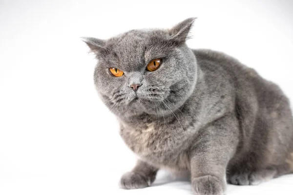 Gray British Cat Cat Eyes Muzzle Cat Resting Paws Whiskers —  Fotos de Stock