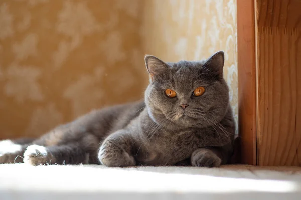 Gray British Cat Cat Eyes Muzzle Cat Resting Paws Whiskers —  Fotos de Stock