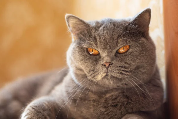 gray british cat. cat eyes and muzzle. the cat is resting. paws, whiskers and