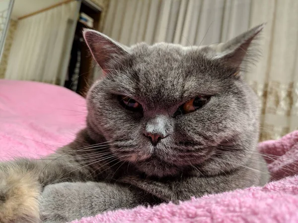 Gato Británico Gris Ojos Gato Bozal Gato Está Descansando Patas —  Fotos de Stock