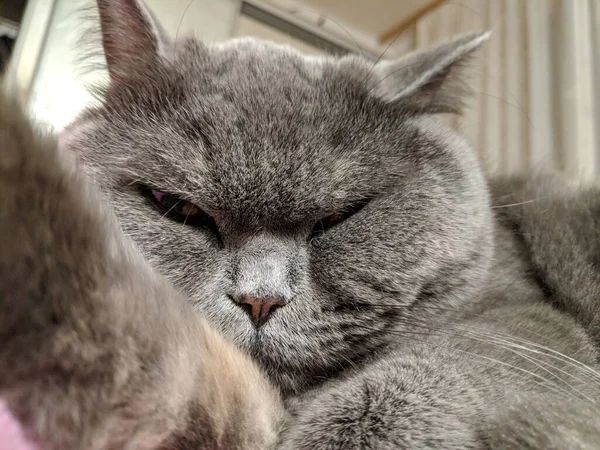 Gato Británico Gris Ojos Gato Bozal Gato Está Descansando Patas —  Fotos de Stock