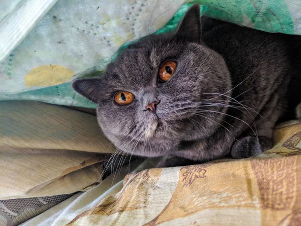Gray British Cat Cat Eyes Muzzle Cat Resting Paws Whiskers — Φωτογραφία Αρχείου