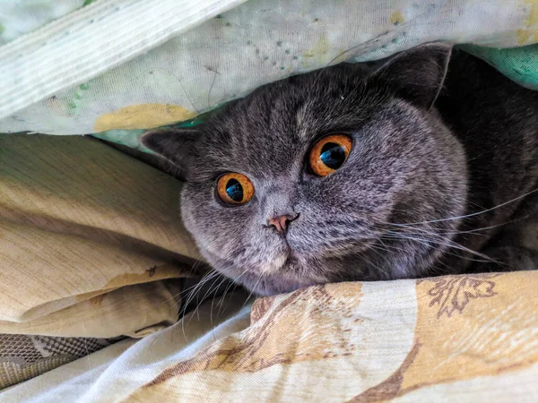 Gray British Cat Cat Eyes Muzzle Cat Resting Paws Whiskers — Fotografia de Stock