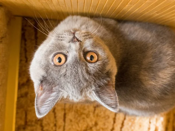 Γκρίζα Βρετανίδα Γάτα Μάτια Γάτας Και Φίμωτρο Γάτα Ξεκουράζεται Πατούσες — Φωτογραφία Αρχείου