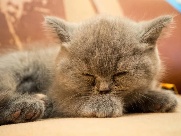 gray british cat. cat eyes and muzzle. the cat is resting. paws, whiskers and