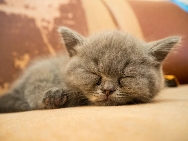 gray british cat. cat eyes and muzzle. the cat is resting. paws, whiskers and