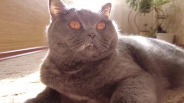 gray british cat. cat eyes and muzzle. the cat is resting. paws, whiskers and