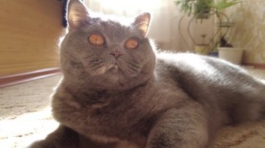 gray british cat. cat eyes and muzzle. the cat is resting. paws, whiskers and