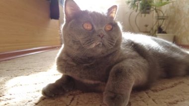 gray british cat. cat eyes and muzzle. the cat is resting. paws, whiskers and