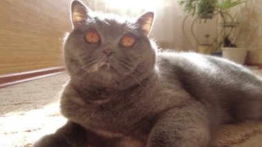 gray british cat. cat eyes and muzzle. the cat is resting. paws, whiskers and