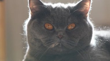 gray british cat. cat eyes and muzzle. the cat is resting. paws, whiskers and
