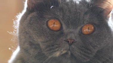 gray british cat. cat eyes and muzzle. the cat is resting. paws, whiskers and