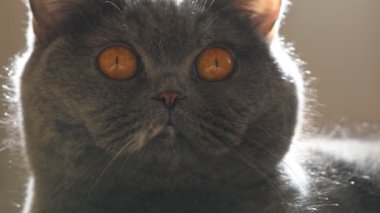 gray british cat. cat eyes and muzzle. the cat is resting. paws, whiskers and