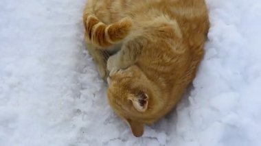 gray british cat. cat eyes and muzzle. the cat is resting. paws, whiskers and