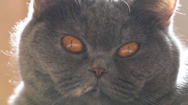 gray british cat. cat eyes and muzzle. the cat is resting. paws, whiskers and