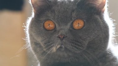 gray british cat. cat eyes and muzzle. the cat is resting. paws, whiskers and