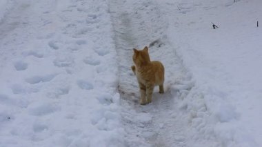 gray british cat. cat eyes and muzzle. the cat is resting. paws, whiskers and