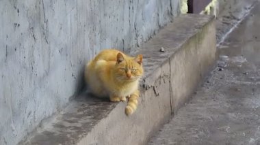 gray british cat. cat eyes and muzzle. the cat is resting. paws, whiskers and