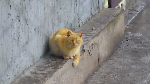Gray British Cat Cat Eyes Muzzle Cat Resting Paws Whiskers — Stock videók