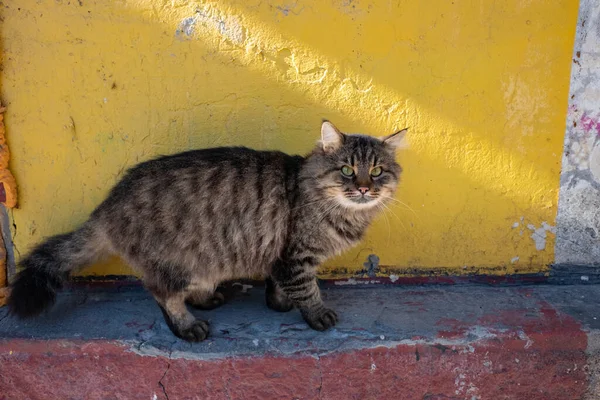 Gatto Cortile Gatto Senzatetto Strada Faccia Malvagia Gatto Arrabbiato — Foto Stock