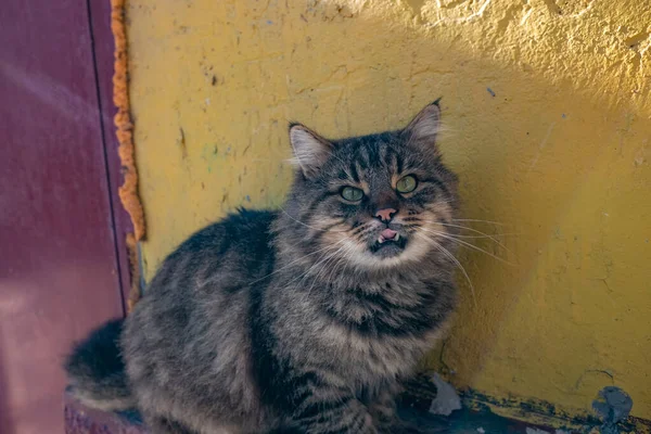 Дворовая Кошка Бездомный Кот Улице Злое Лицо Сердитый Кот — стоковое фото