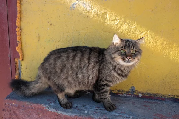 Дворовая Кошка Бездомный Кот Улице Злое Лицо Сердитый Кот — стоковое фото