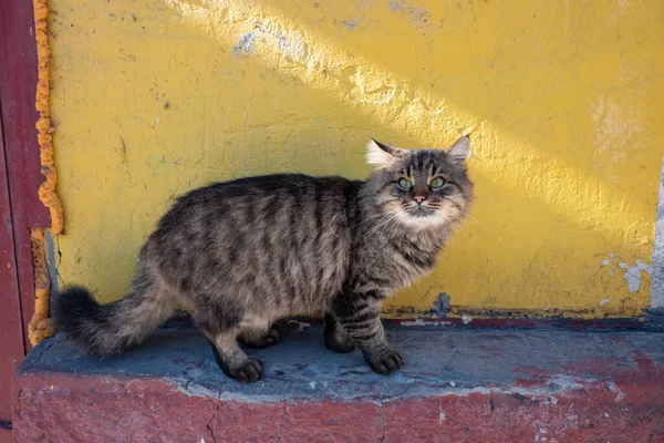 Gatto Cortile Gatto Senzatetto Strada Faccia Malvagia Gatto Arrabbiato — Foto Stock